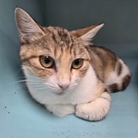 CATHY, chatte à adopter