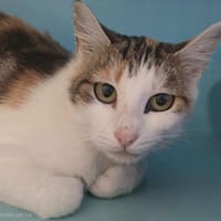 AMANDINE, chatte à adopter