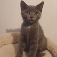 Eclipse, chatte à adopter