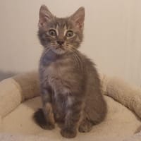 Smoky, chat à adopter