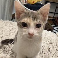GERALDINE, chatte à adopter