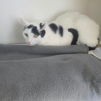 ZAIA, chatte à adopter
