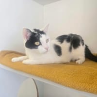 LILA, chatte à adopter