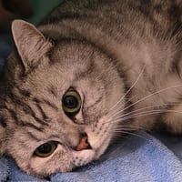Michka, chat à adopter