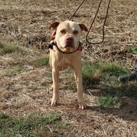 DJANGO HAA24843, chien à adopter