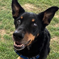COOKIE - RESERVE, chien à adopter