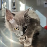 Basil, chat à adopter
