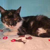 Voyou, chat à adopter