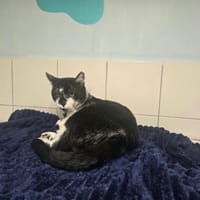 ECHO, chat à adopter