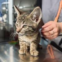 PAQUERETTE, chatte à adopter