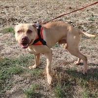 KIMBO HAA24842, chien à adopter
