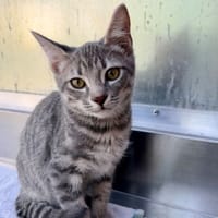 Bosquet, chat à adopter