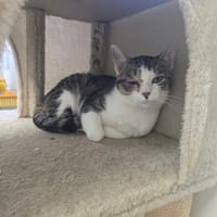 BUCKY, chat à adopter