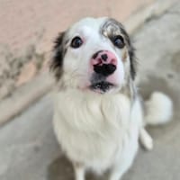 MANDELA, chien à adopter
