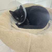 LYRA, chatte à adopter