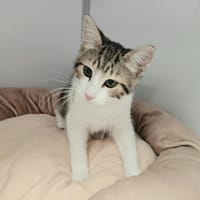 OAKLEY, chat à adopter