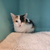STELLA, chatte à adopter
