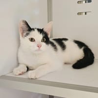 IZZY, chatte à adopter