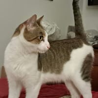 BILLY, chat à adopter