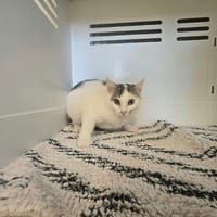 Pimprenelle, chatte à adopter