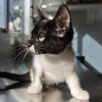 VERVEINE, chatte à adopter