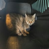 BADDY, chatte à adopter