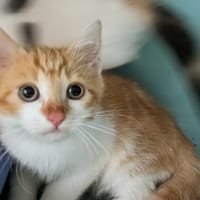 Bubu [Chaton], chat à adopter