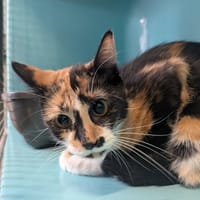 uma, chatte à adopter