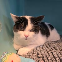 WHITE, chat à adopter