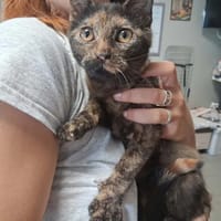 BONITA, chatte à adopter