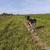 FINK VAA, chien à adopter