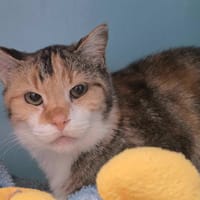 MADELEINE, chatte à adopter