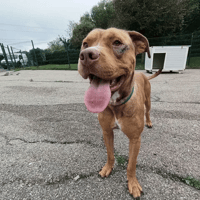 BN, chien à adopter