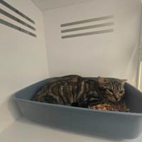 Saga, chat à adopter