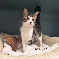 CLEO, chatte à adopter