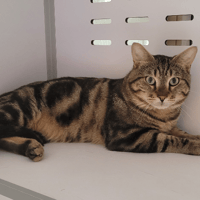 CHOUCHOU, chat à adopter