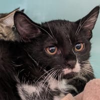 Perceval [Chaton], chat à adopter