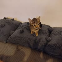TINO, chat à adopter