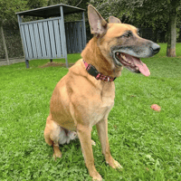PACKO, chien à adopter