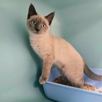 BEAUTY, chatte à adopter