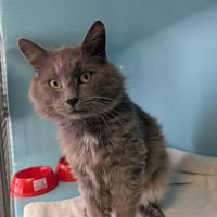 PUMBA, chat à adopter