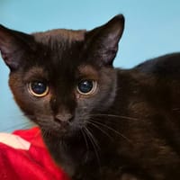 STERN, chatte à adopter
