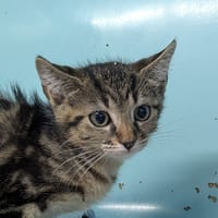 Akela [Chaton], chatte à adopter