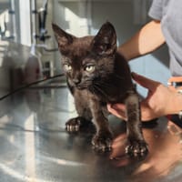 PAVOT, chat à adopter