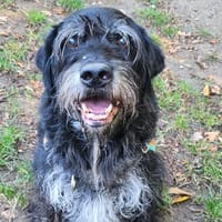 LUCKY, chien à adopter