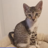 Chanelle, chatte à adopter