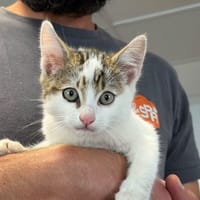 JACKSON, chat à adopter