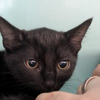 Séli [Chaton], chatte à adopter