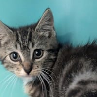 LUIGI, chat à adopter
