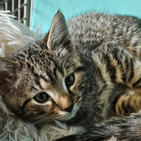 daffy, chat à adopter